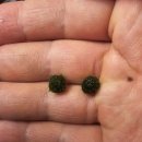 마리모 | ★아트박스에서 마리모 샀다가 그대로 26개 추가 분양하게 된 후기 및 마리모 소개★