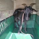 금호염소농장 이미지