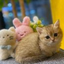 나라애견본점 이미지