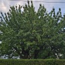 폴란드 체리나무 이미지