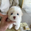 푸숑푸숑 이미지