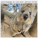 페더데일 동물원 쿼카 오픈런 입장권 | 블루마운틴 호주여행
