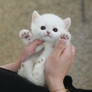 광주강아지분양 고양이분양 미유펫 본점 | 해남고양이분양 걱정이 많았지만 미유펫 덕분에