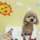 오늘도 해맑개 이미지