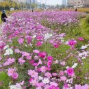 동대문중학교 | 동대문구 지식의꽃밭 동대문중학교 꽃밭 답십리 공원 전농동시립도서관 부지