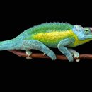 (주)바스무역(화성지점) | 무지개 빛 카멜레온! 레인보우 잭슨카멜레온 성체급 분양합니다.