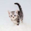 아메숏 캐터리 | 치평동고양이입양 매일 새롭게 느껴질 만큼