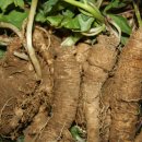 더덕이네 이미지