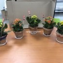 일죽초교병설유치원 이미지