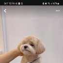 에바 가위컷 전문점 이미지