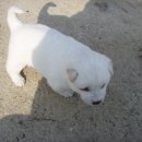 철수 농장 이미지