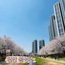 GS더프레시천안점 | 천안 벚꽃 실시간 후기 원성천 벚꽃길 주차장 꿀팁!