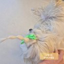 릴리 펫스파 네이버블로그