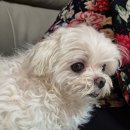 개들의성 이미지