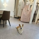 송송쌈밥 이미지