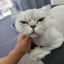 아꼬운냥 이미지