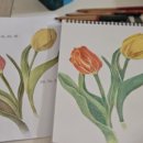 색연필로 쉽게 그리는 보타니컬아트 이미지