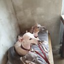 서부쌀상회