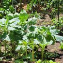 한낮의 꿈 이미지