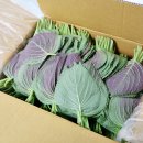 서진농장 이미지