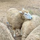 다복목장 이미지