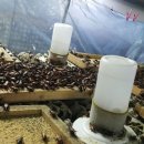 후인농장 이미지