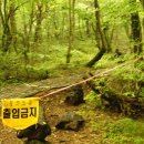 사려니숲길 이미지