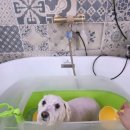 그루머로 이미지