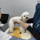 펫트너 | 반려견 건강검진, 펫트너 건강검진패키지 후기