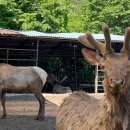 풍천사슴농장 이미지