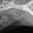 이끌림동물병원 이미지