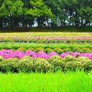 연천전곡리유적 | 경기도 연천 국화축제 연천전곡리유적 10월 가을 국화꽃 꽃구경 명소 주차 꿀팁 셔틀버스