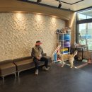 드림애견학교 이미지