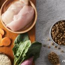펫트렌드인터네셔널
