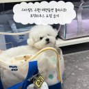 스타필드 수원 애견동반 몰리스와 모던하우스 쇼핑 후기