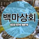 백마상회 이미지