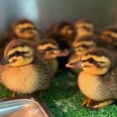 경기도야생동물구조관리센터 이미지