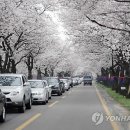 영암 월출산 100리 벚꽃길 '절정' 이미지