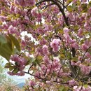 4월23일(화)경주불국사 겹벚꽃 이미지