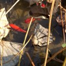 북청물장수 이미지