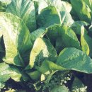 겨자씨 1농장 | [혼동하기 쉬운 약초] 겨자와 와사비의 구별(2)