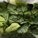 미리네농장 이미지