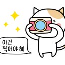 야옹아 멍멍해봐(에코시티점) 네이버블로그