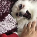 디바인독(DIVINE DOG) | [화이트독] 강아지 눈물사료 White Dog’s 으로 눈물자국 없애기