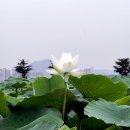 관곡주유소 이미지
