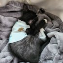 베리떼 동물병원 | 아기고양이 1차 2차 종합백신 접종 심장사상충 하고 왔어요(시기, 비용, 주의사항 다리 떨림 증상..)