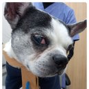 개포동물병원 이미지