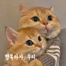 냥냥냥냥. 냥냥. 이미지