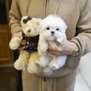 미니펫 강아지분양 고양이분양 강남점 이미지