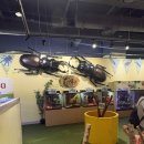 꿀벌유치원 | 서울 곤충박물관 ‘용산 곤충관’ 솔직후기! 유치원 아이와 가볼 만한 곳 (용산 아이파크몰에 있어요!)
